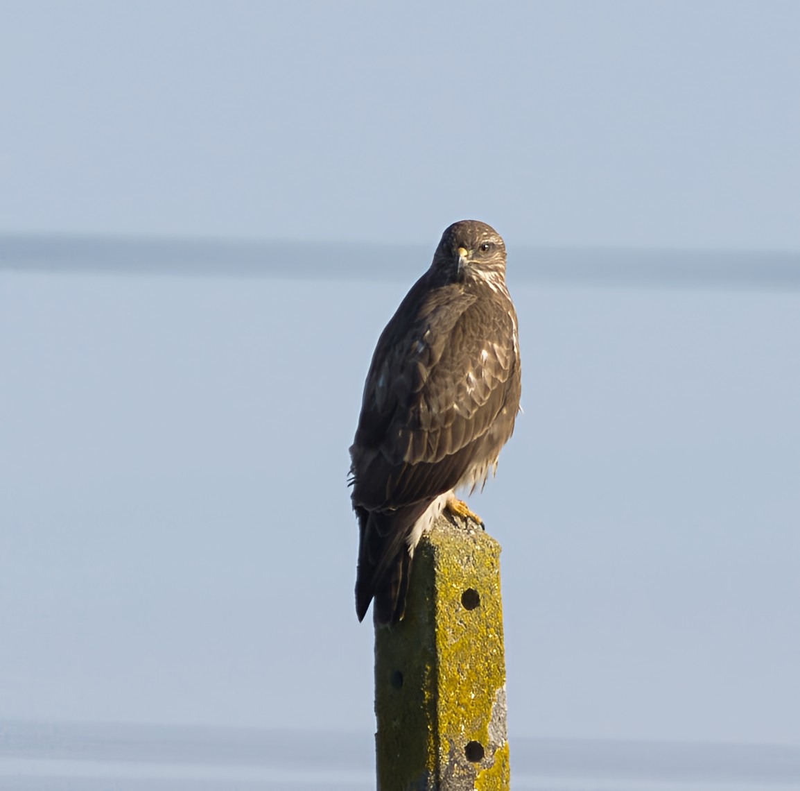 עקב חורף - ML646913469