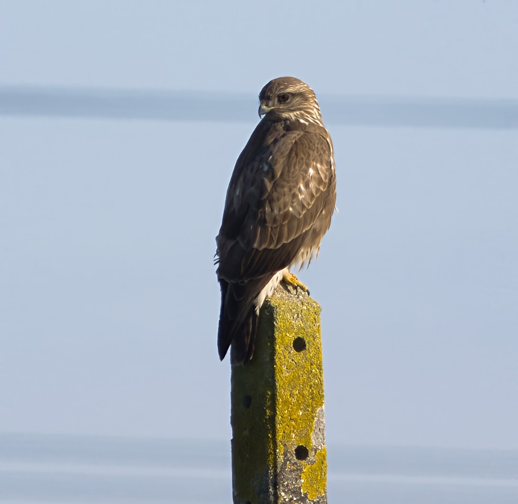עקב חורף - ML646913470