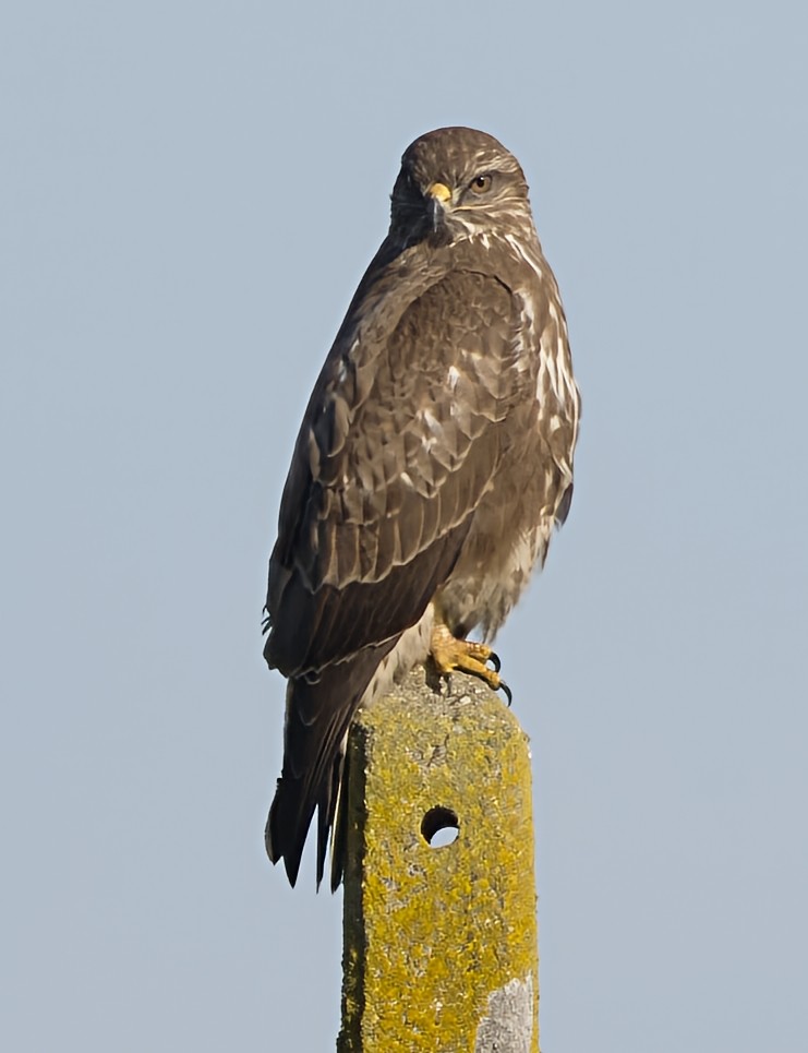 עקב חורף - ML646913472