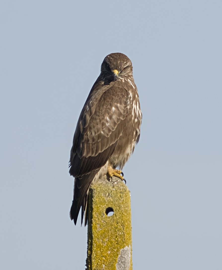עקב חורף - ML646913473