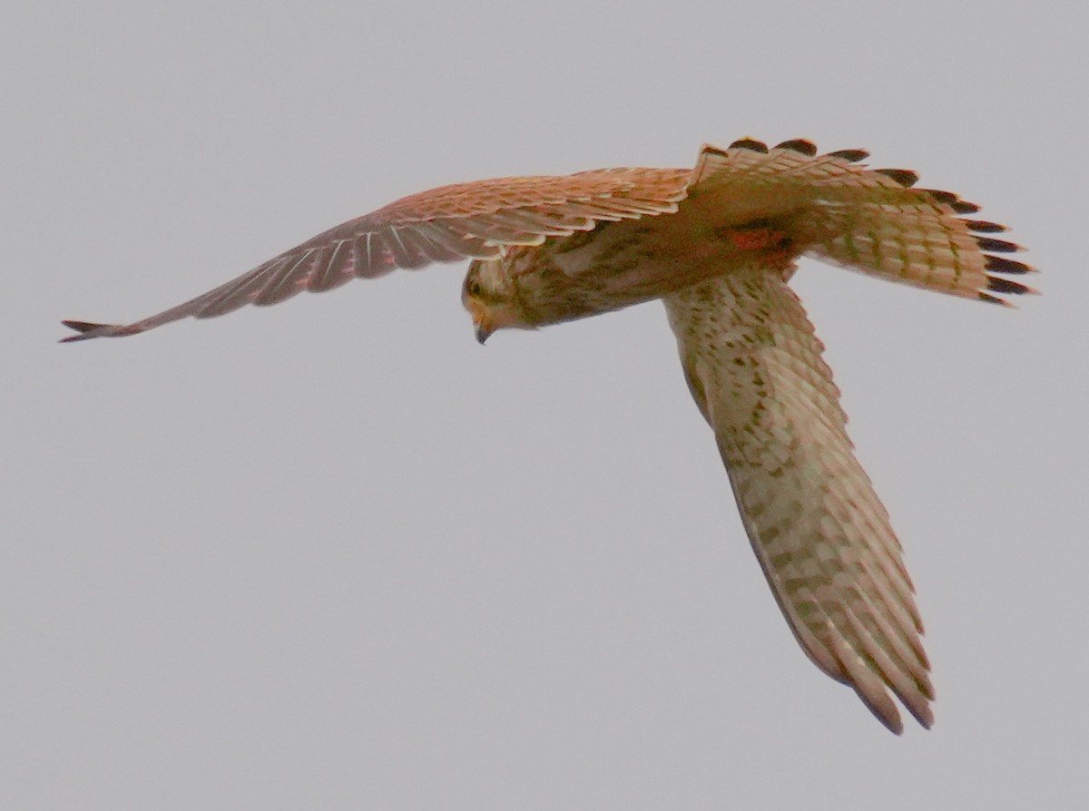 Eurasian Kestrel - ML646913484