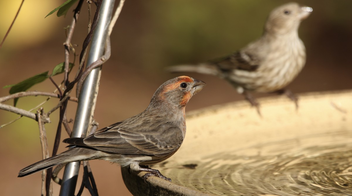 Мексиканская чечевица - ML646913490