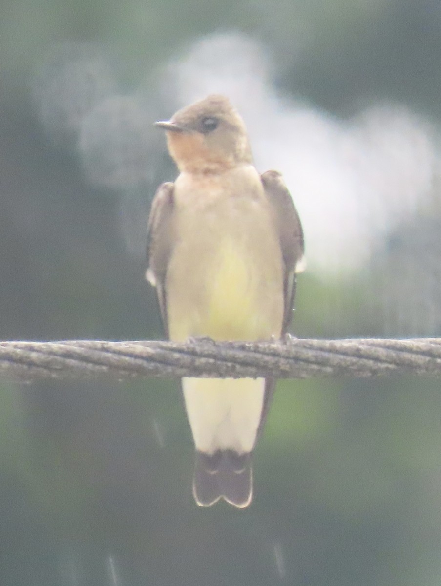 オビナシショウドウツバメ - ML646913498