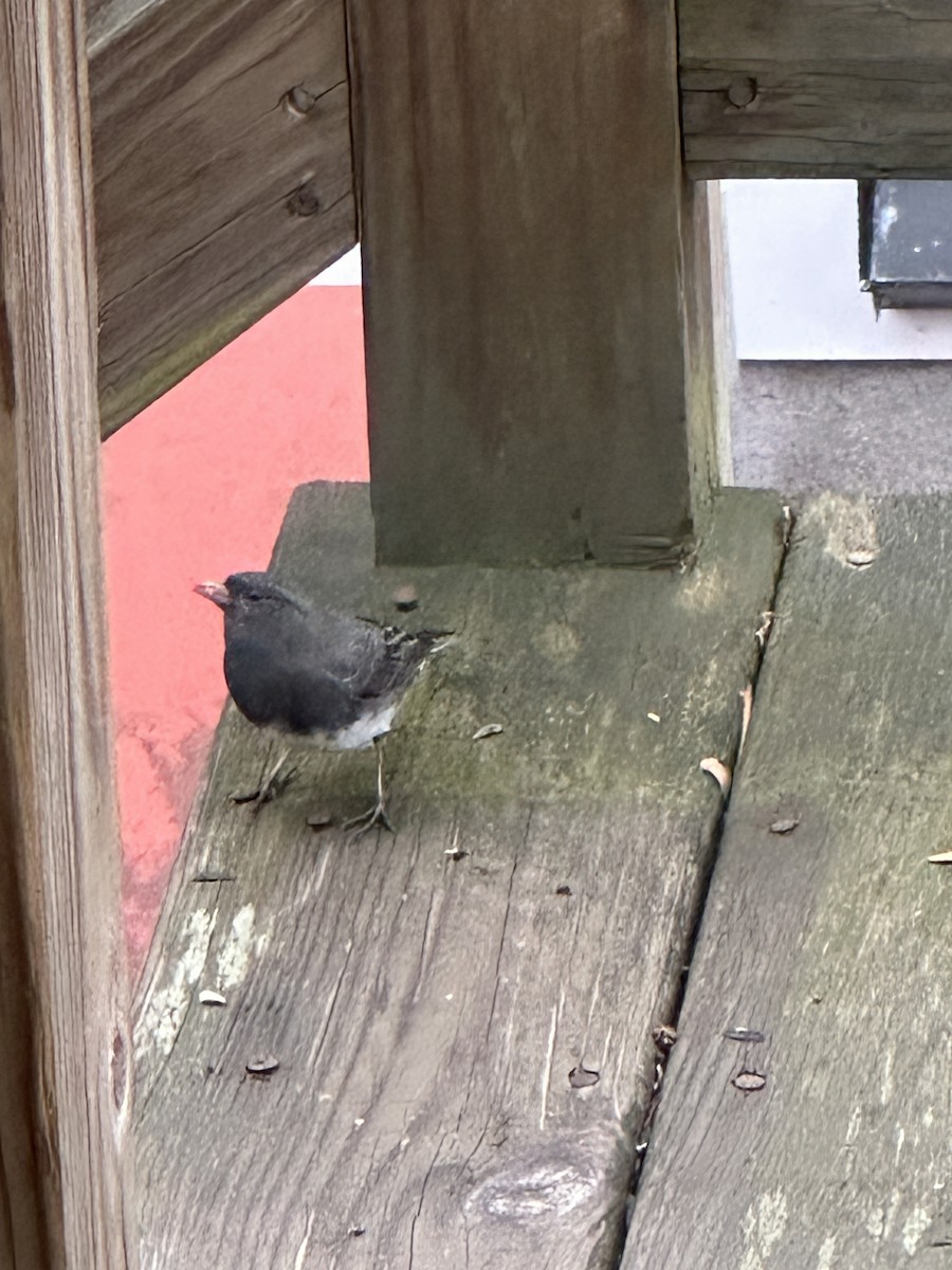 Dark-eyed Junco - ML646913499