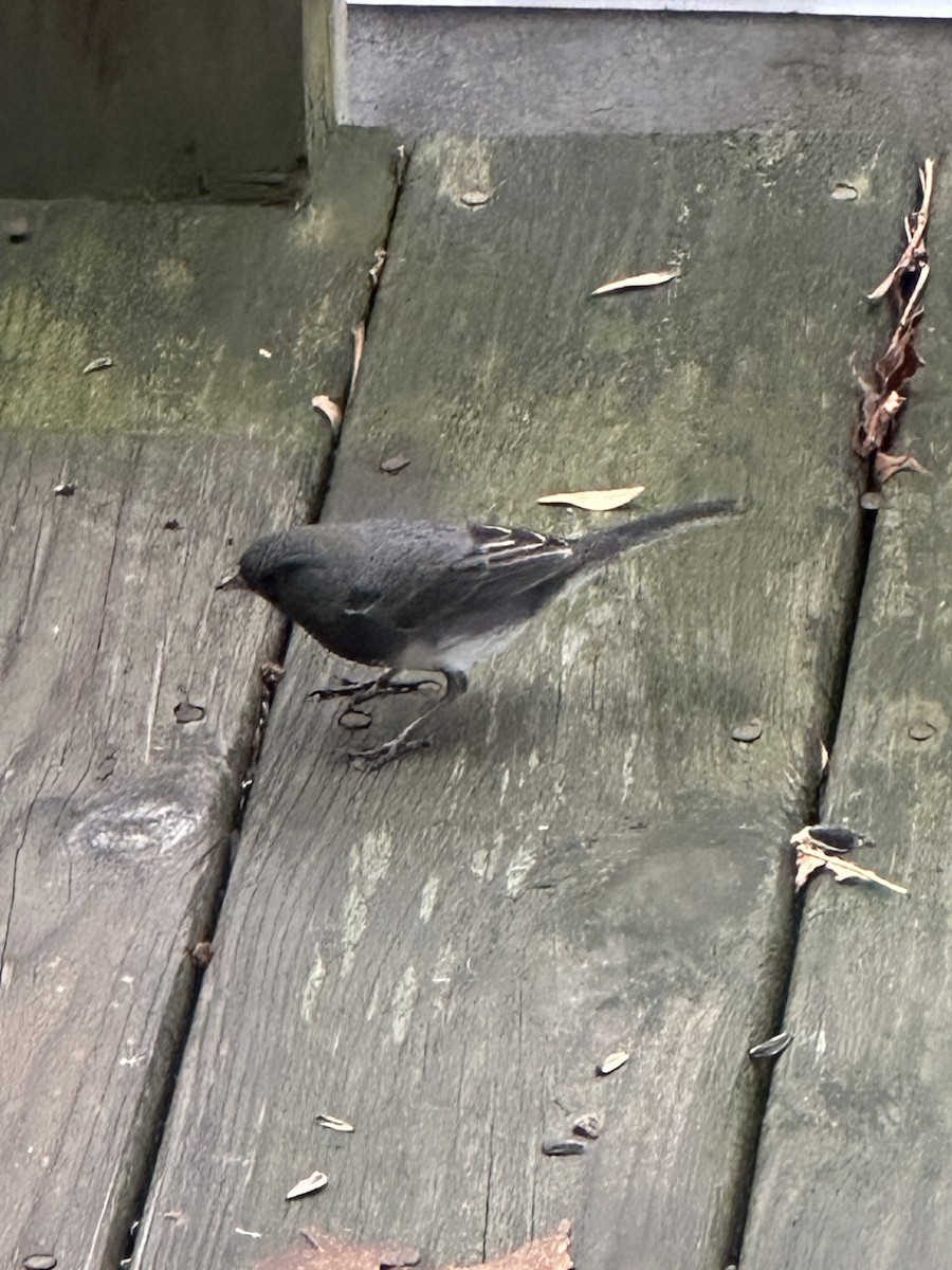 Dark-eyed Junco - ML646913500