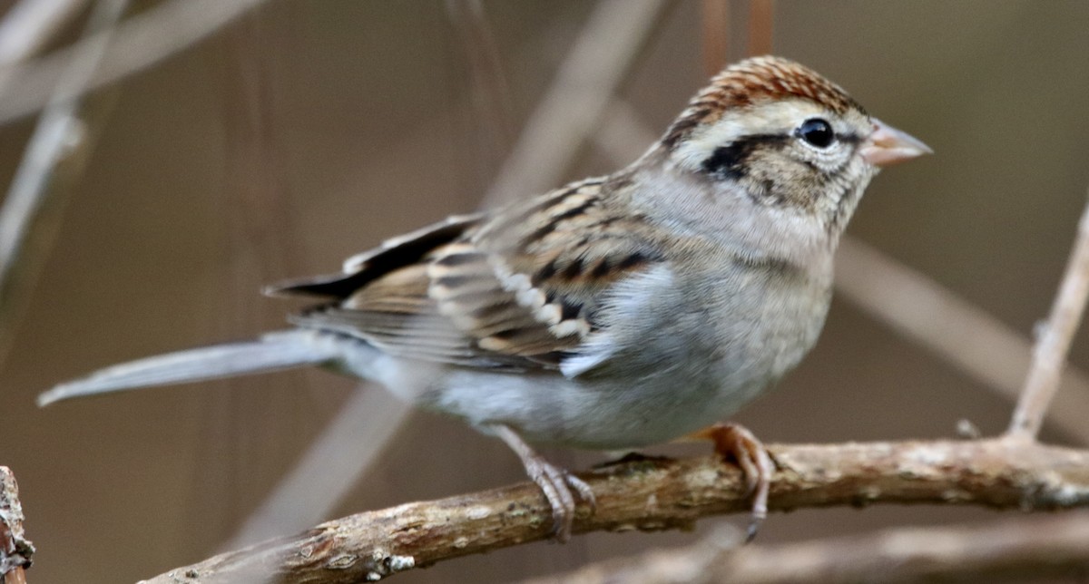 Малая воробьиная овсянка - ML646913502