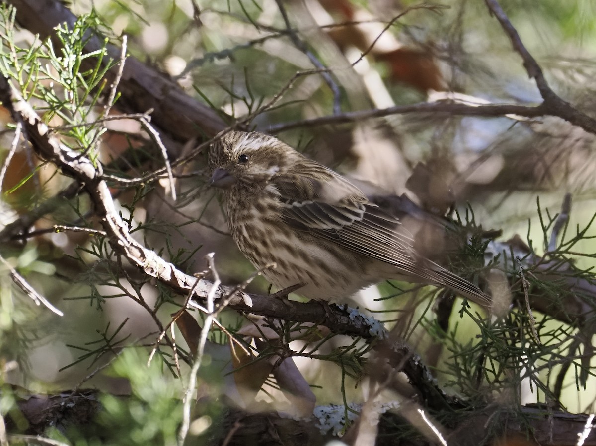 Purple Finch - ML646913503
