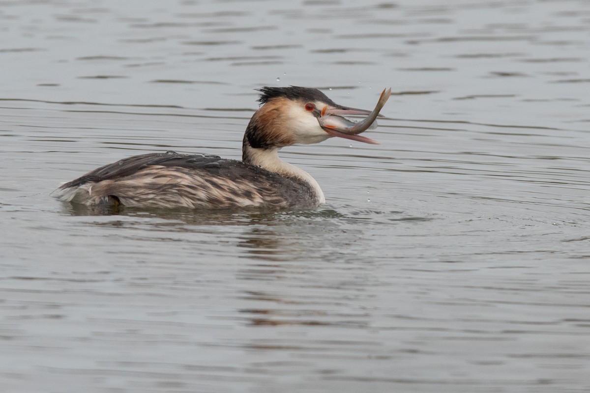 Great Crested Grebe - ML646913511