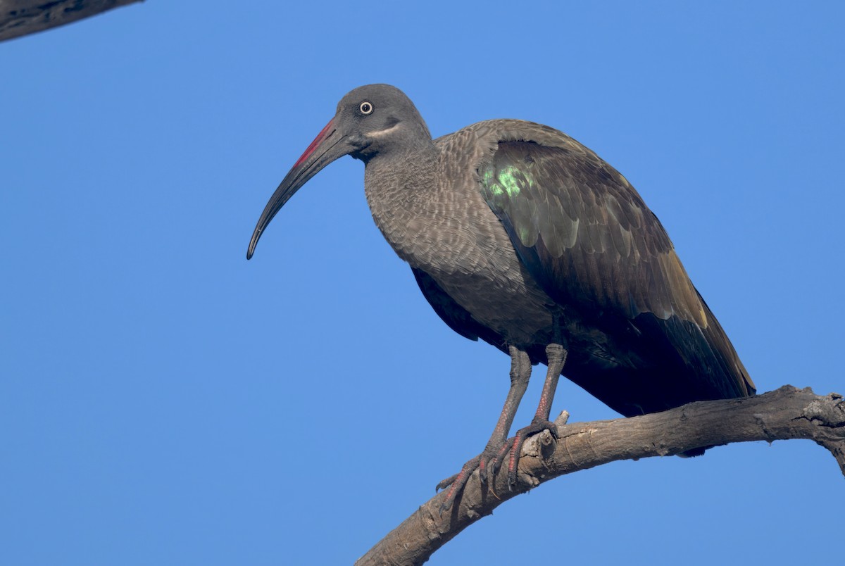 Hadada Ibis - ML646913512