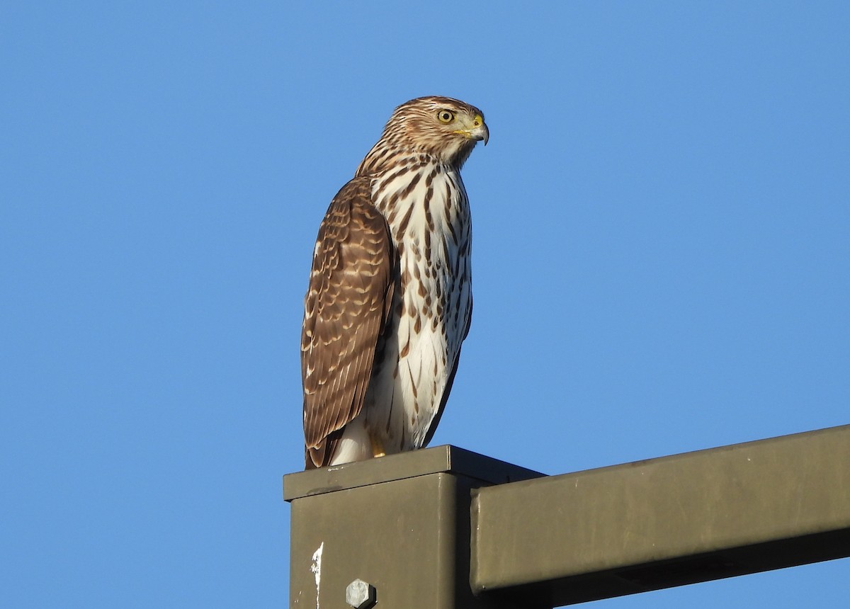 jestřáb americký - ML646913515