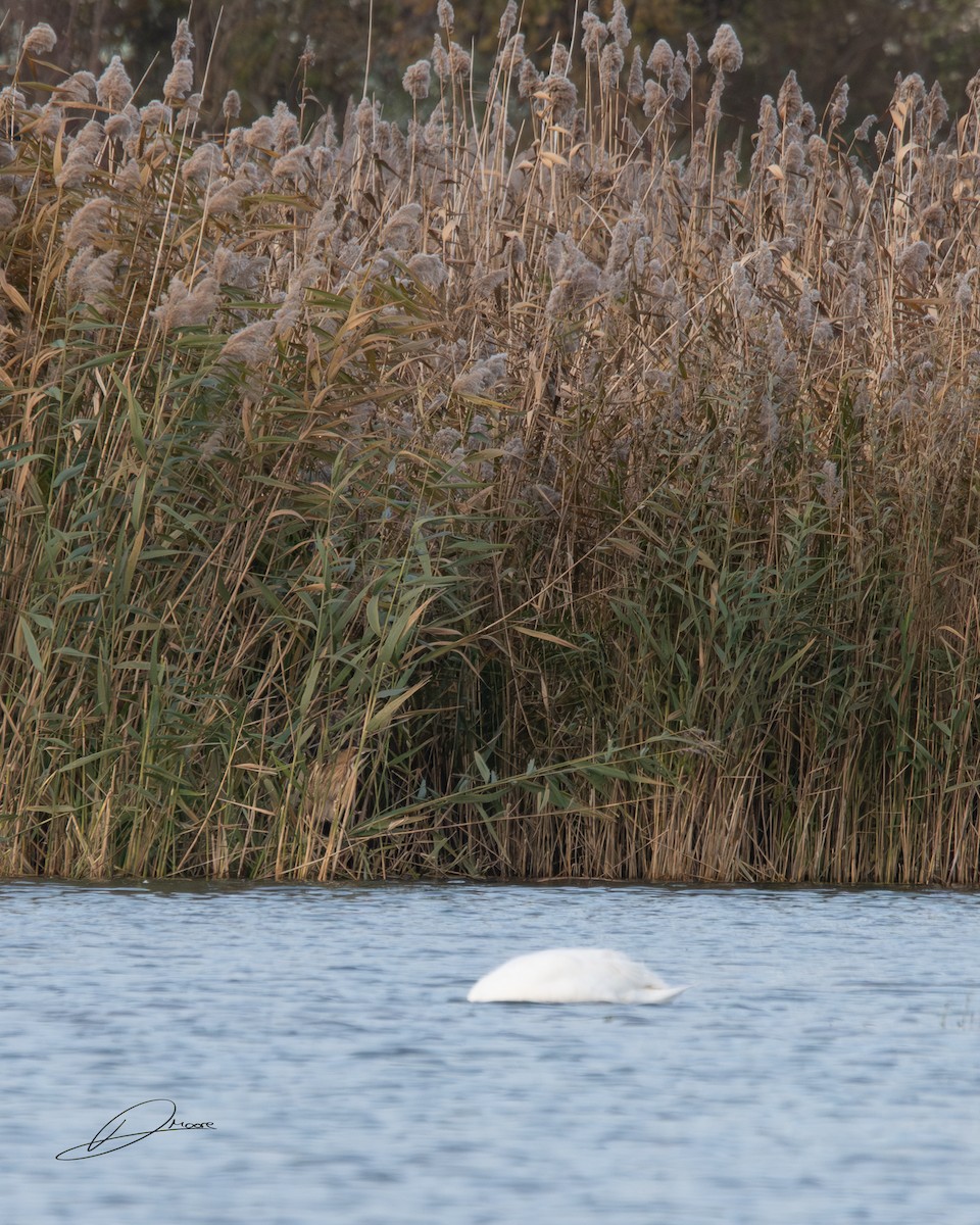 Eurasian Bittern - ML646913516