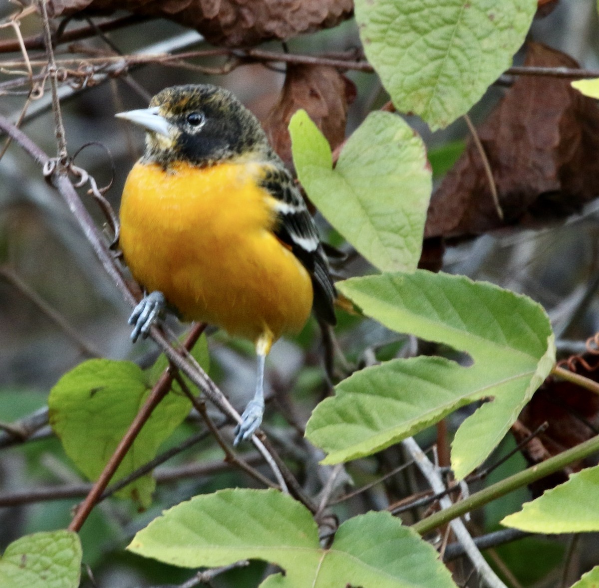 Балтиморский трупиал - ML646913517