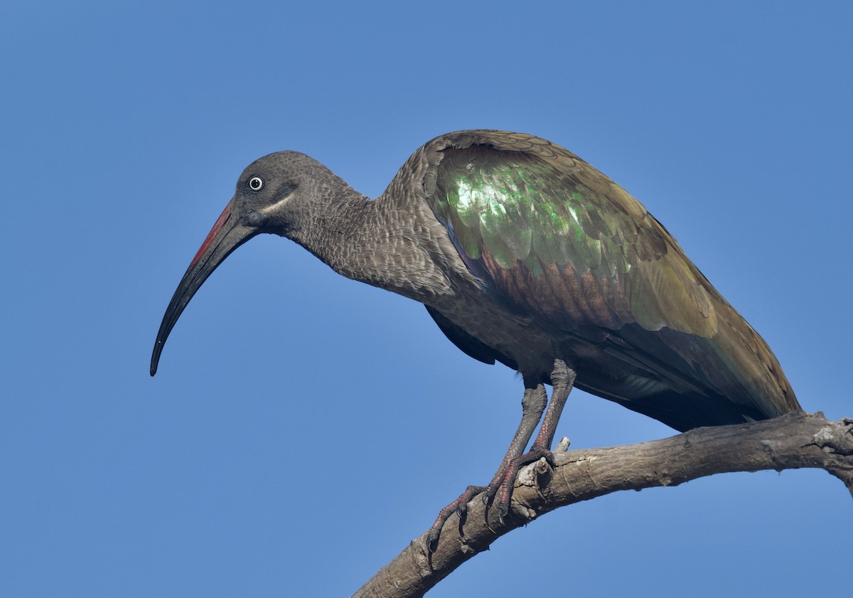 Hadada Ibis - ML646913518
