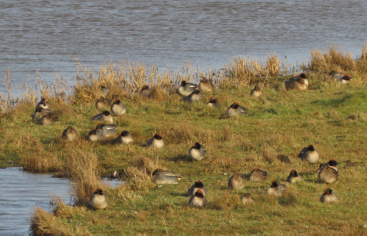 Green-winged Teal - ML646913521