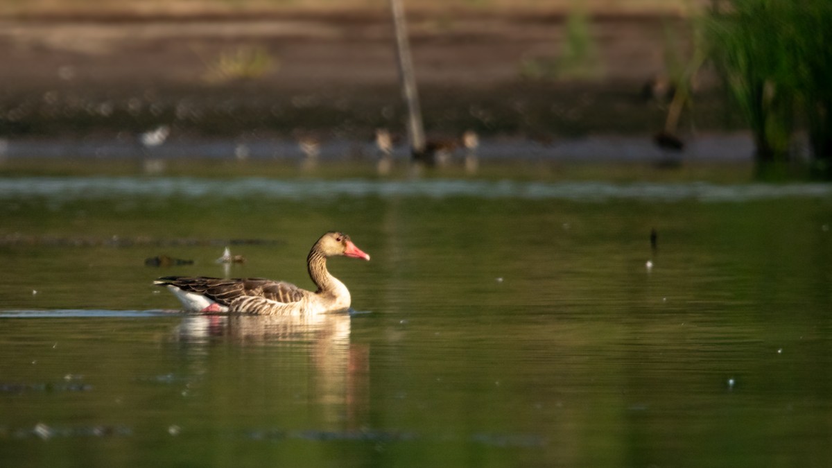 Graylag Goose - ML646913522