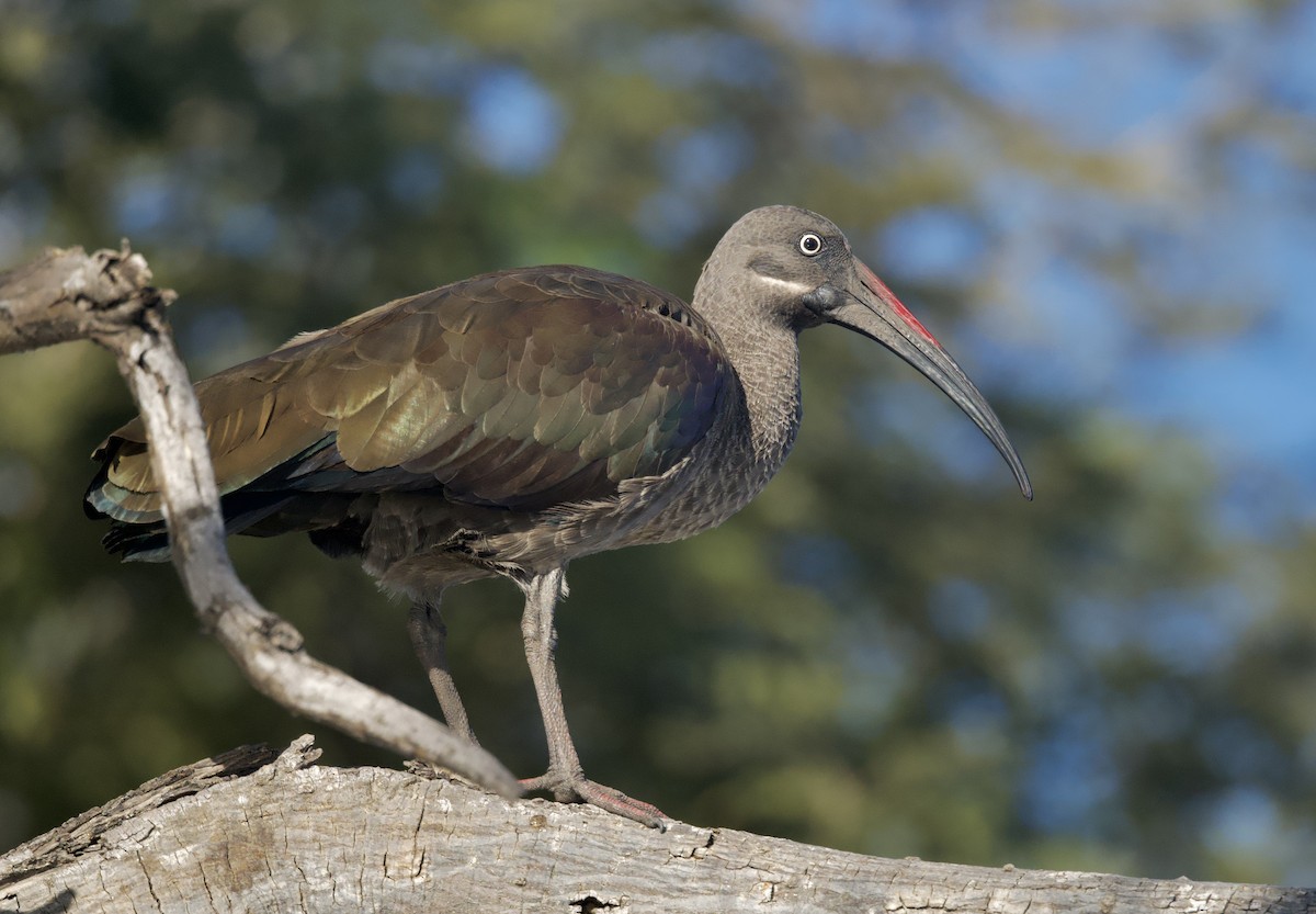 Hadada Ibis - ML646913528