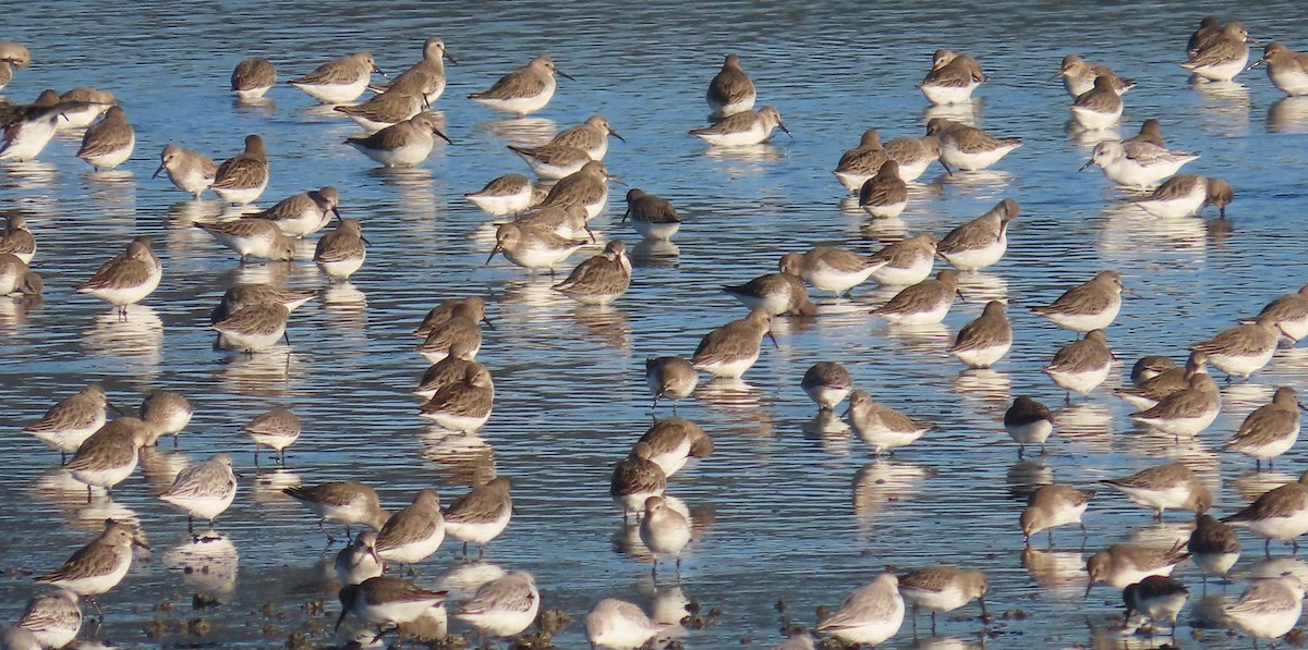 Чернозобик - ML646913529