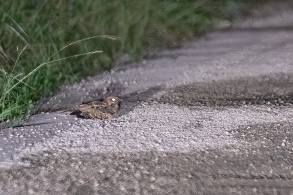 Common Pauraque - ML646913530