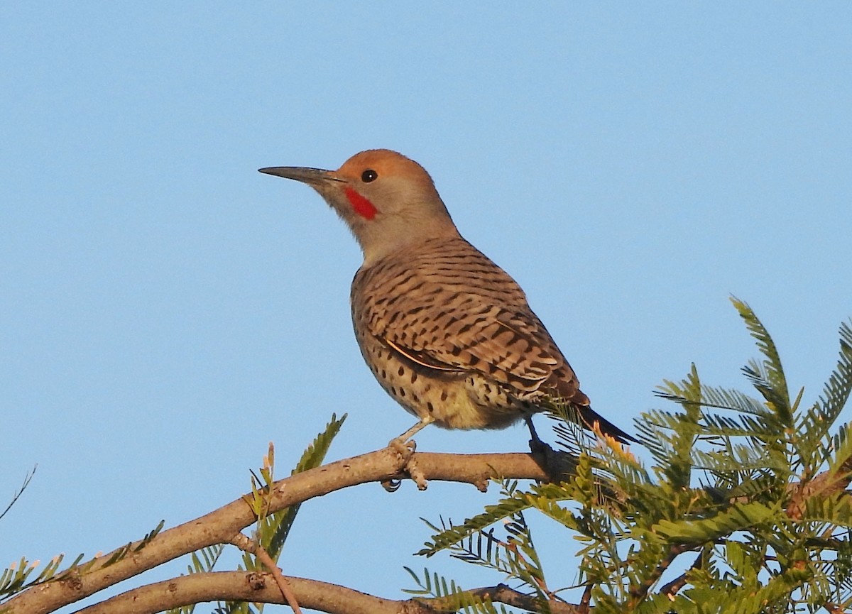 datel zlatokřídlý - ML646913531