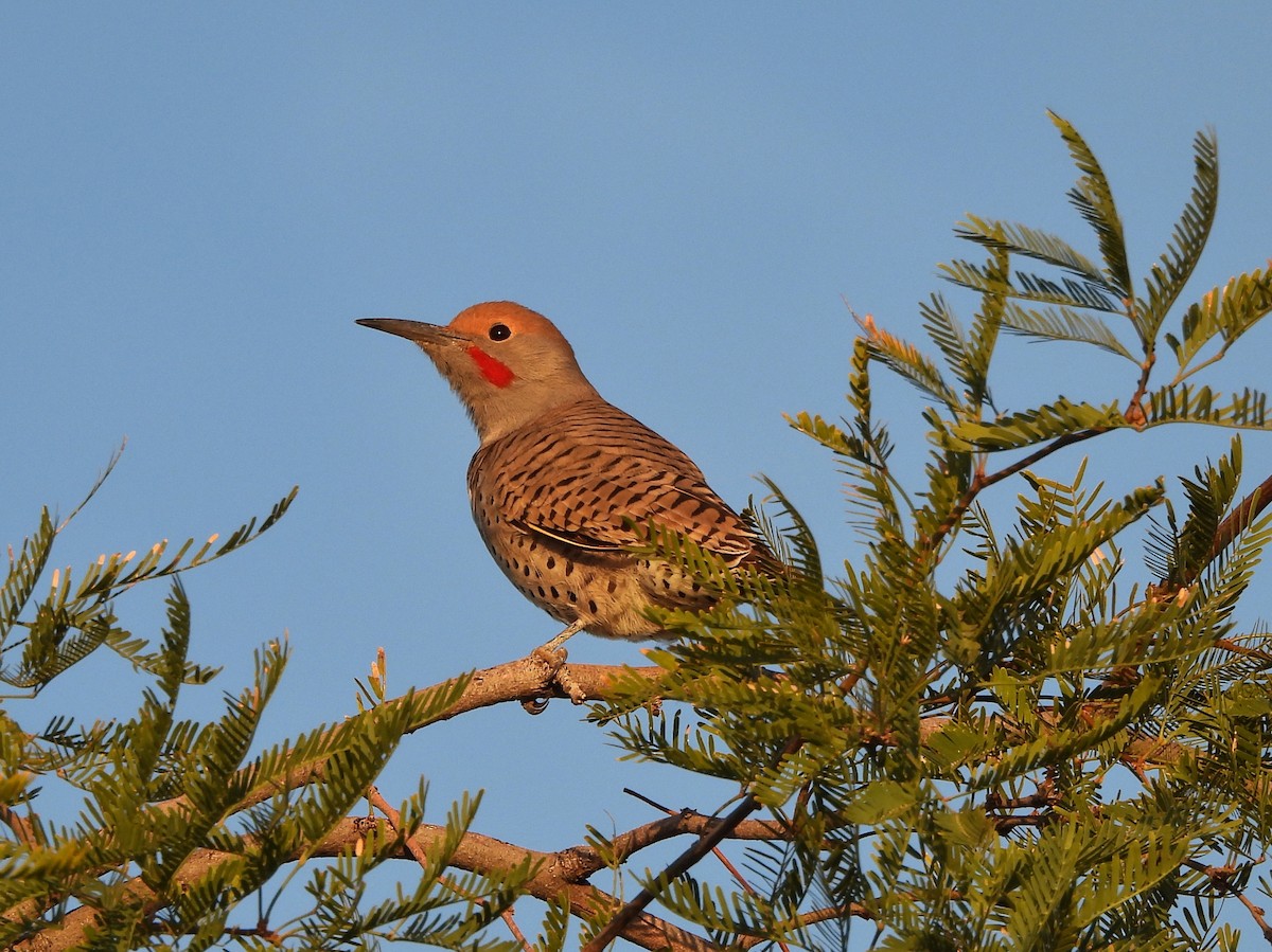 datel zlatokřídlý - ML646913532