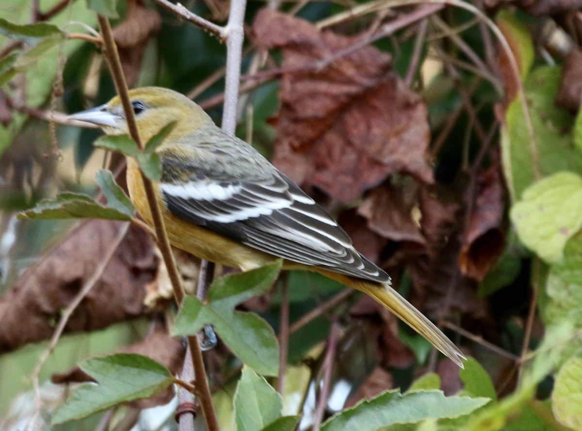 Балтиморский трупиал - ML646913533