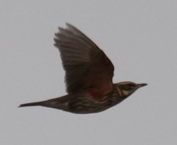 Redwing - ML646913536