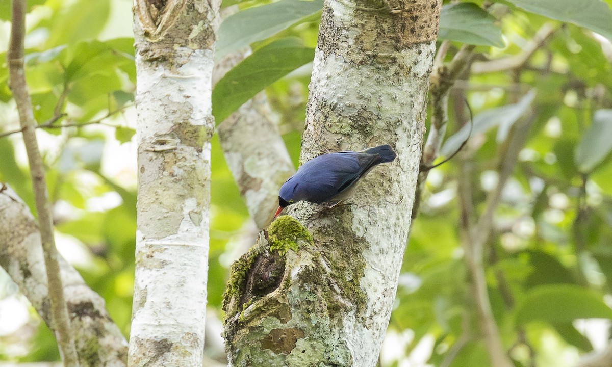 Samtstirnkleiber - ML646913538