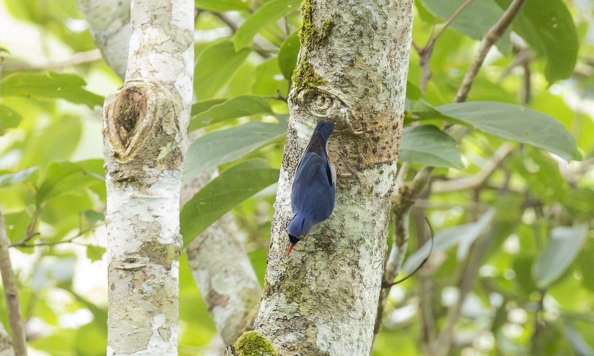 Samtstirnkleiber - ML646913539