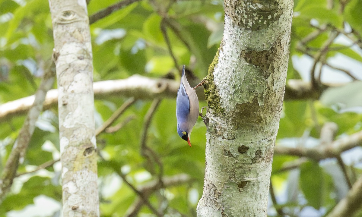 Samtstirnkleiber - ML646913540