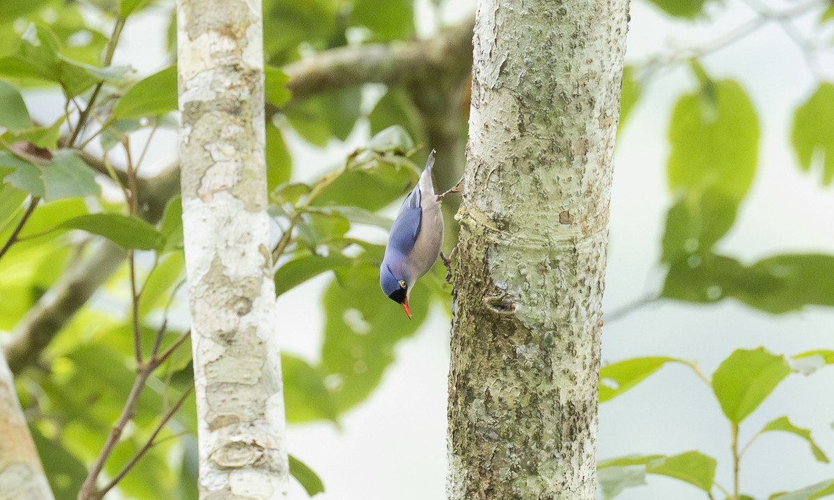 Samtstirnkleiber - ML646913541