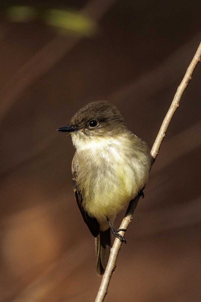 Eastern Phoebe - ML646913542