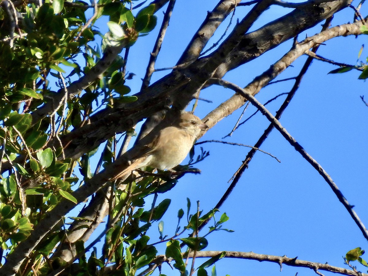 Antzandobi isabeldarra - ML646913543