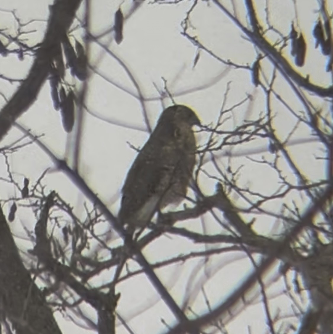 Cooper's Hawk - ML646913545
