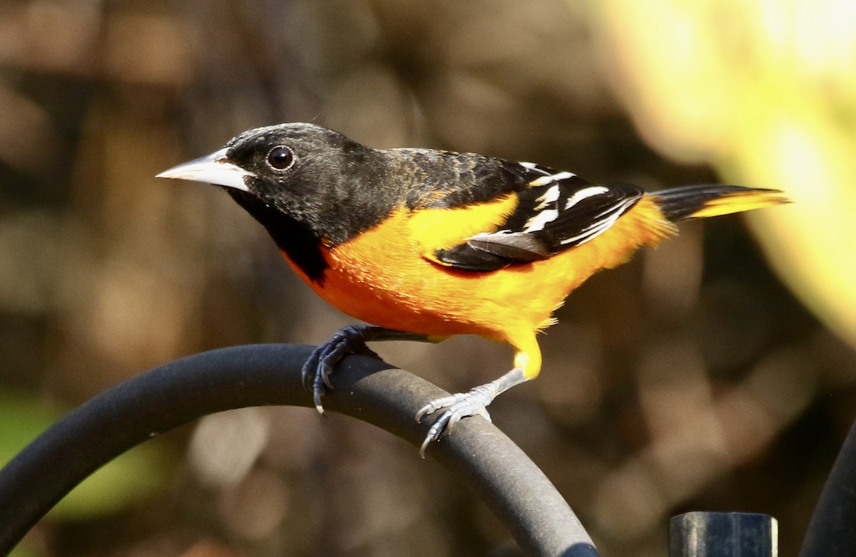 Балтиморский трупиал - ML646913551