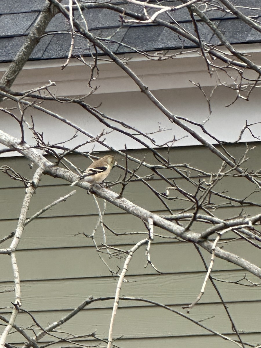 American Goldfinch - ML646913555