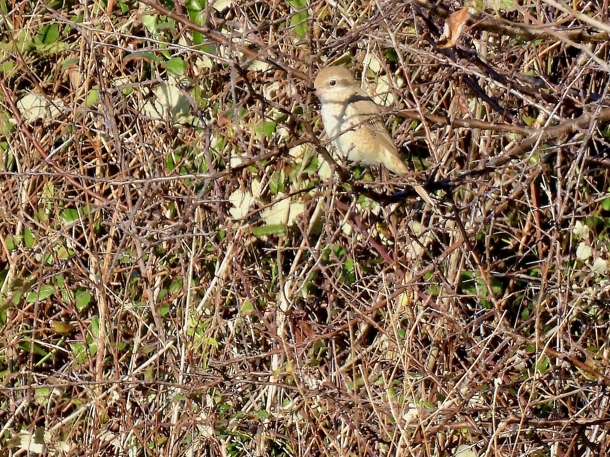 Antzandobi isabeldarra - ML646913559