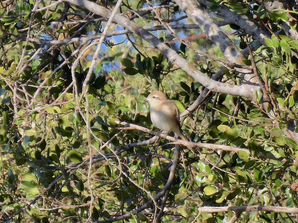 Antzandobi isabeldarra - ML646913562