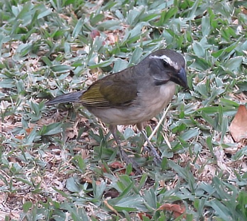 Зернолуск зеленокрилий - ML646913564