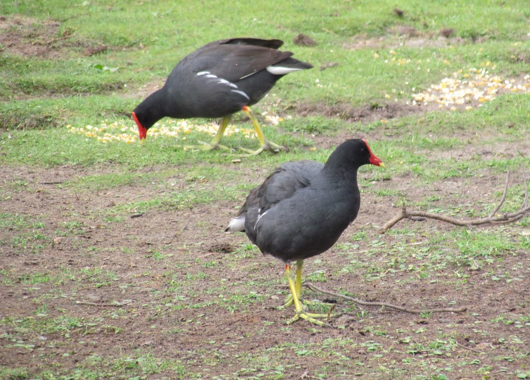 Gallinule d'Amérique - ML646913568