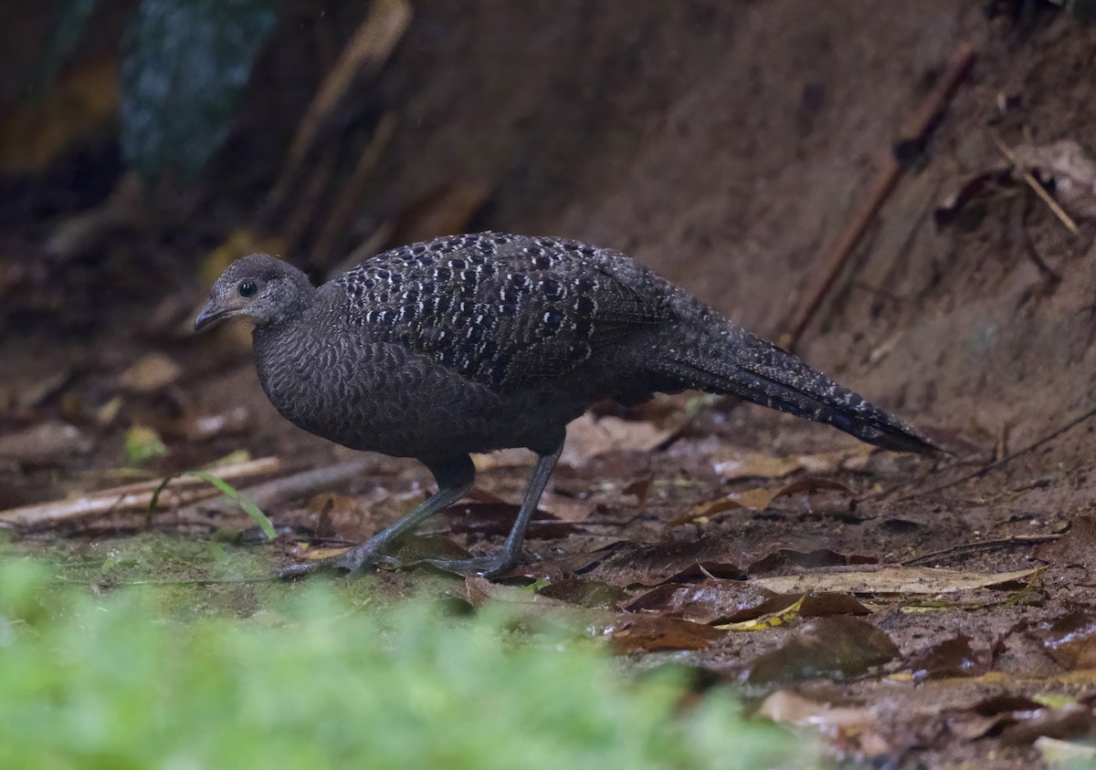 Gray Peacock-Pheasant - ML646913569