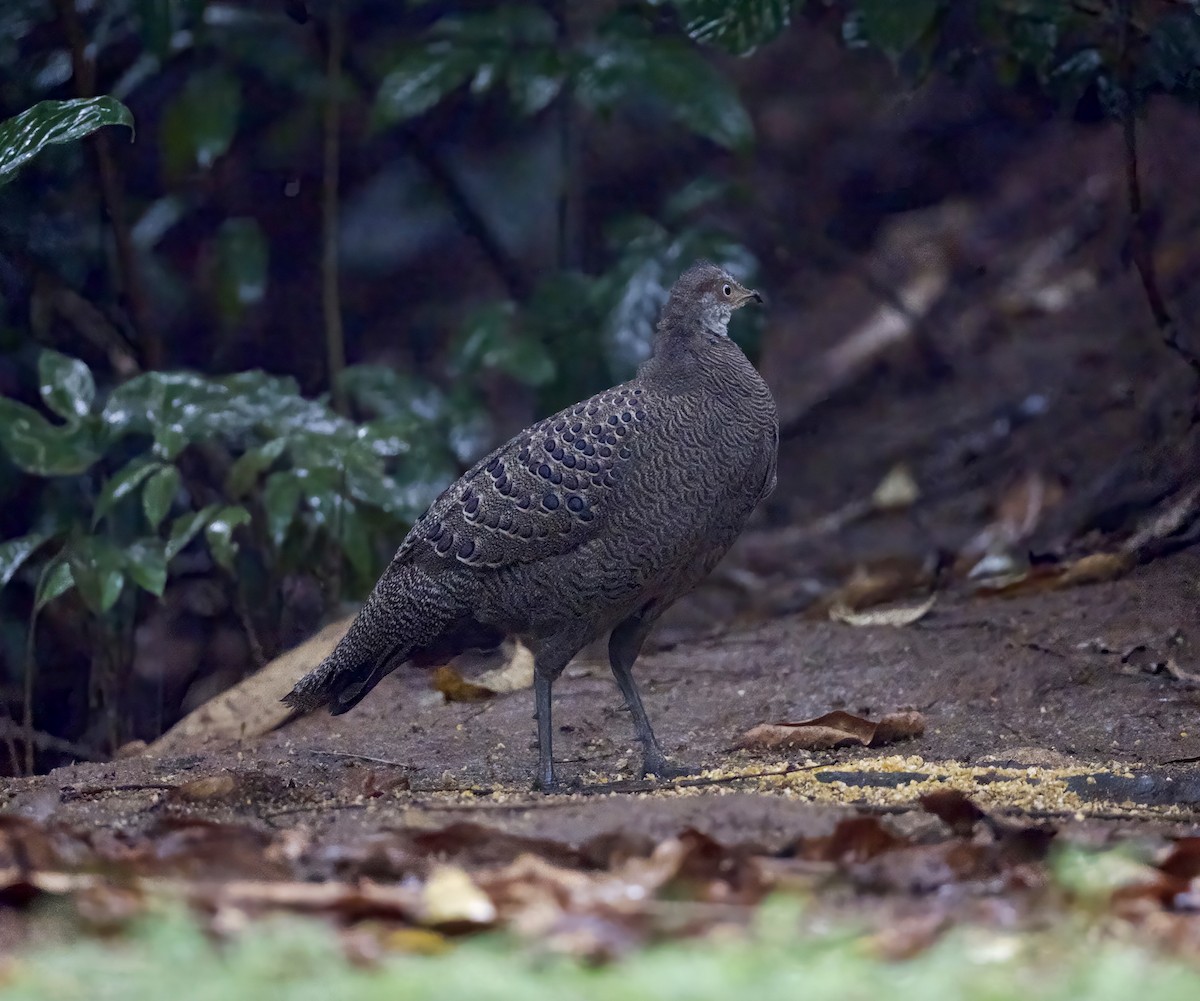 Gray Peacock-Pheasant - ML646913570