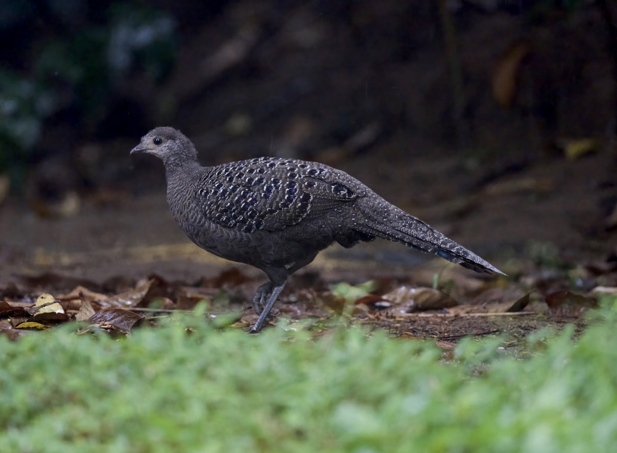 Gray Peacock-Pheasant - ML646913571