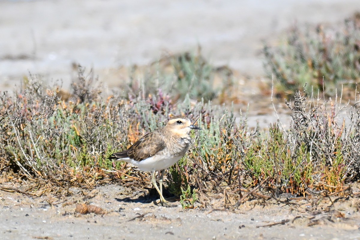 Corriere asiatico - ML646913572