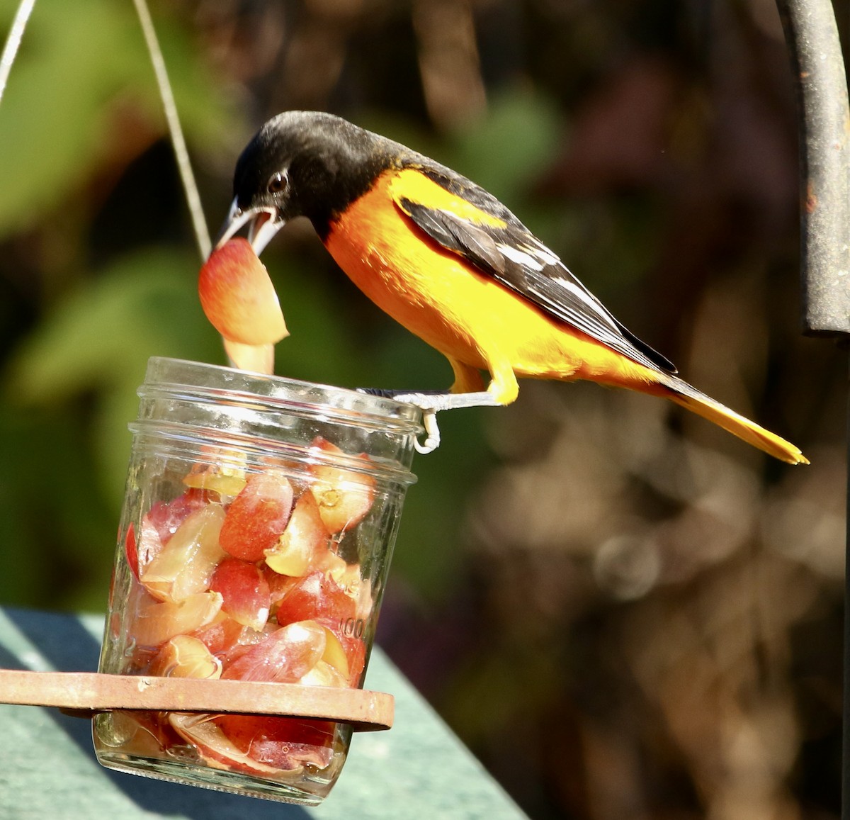 Балтиморский трупиал - ML646913574