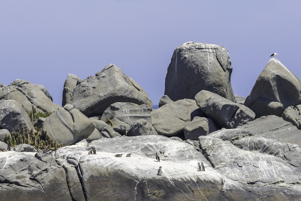 Humboldt Penguin - ML646913576