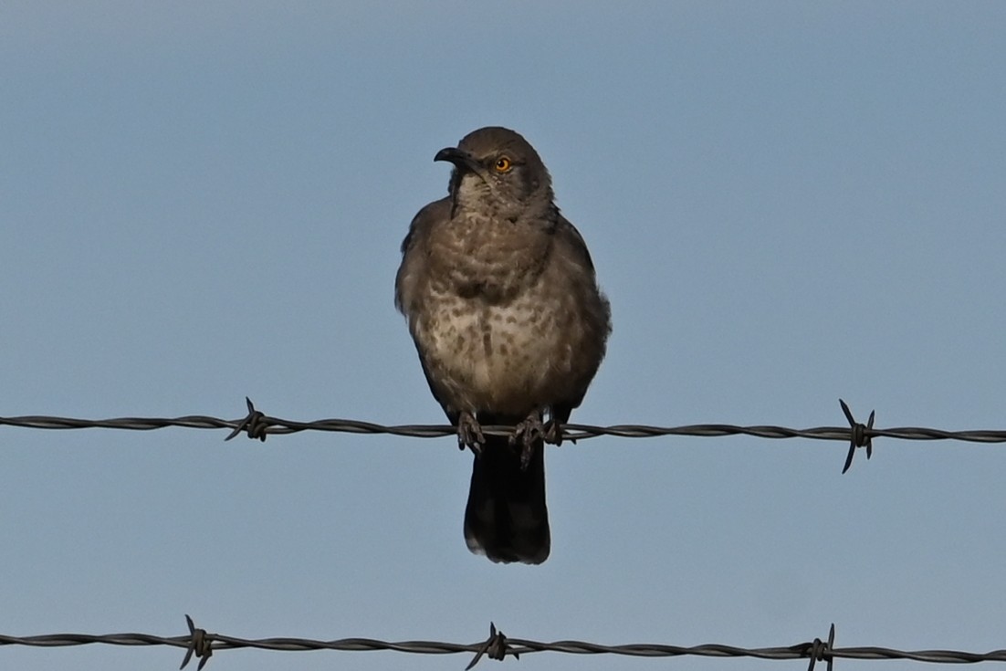 Curve-billed Thrasher - ML646913577