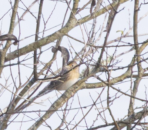 Grasshopper Sparrow - ML646913578