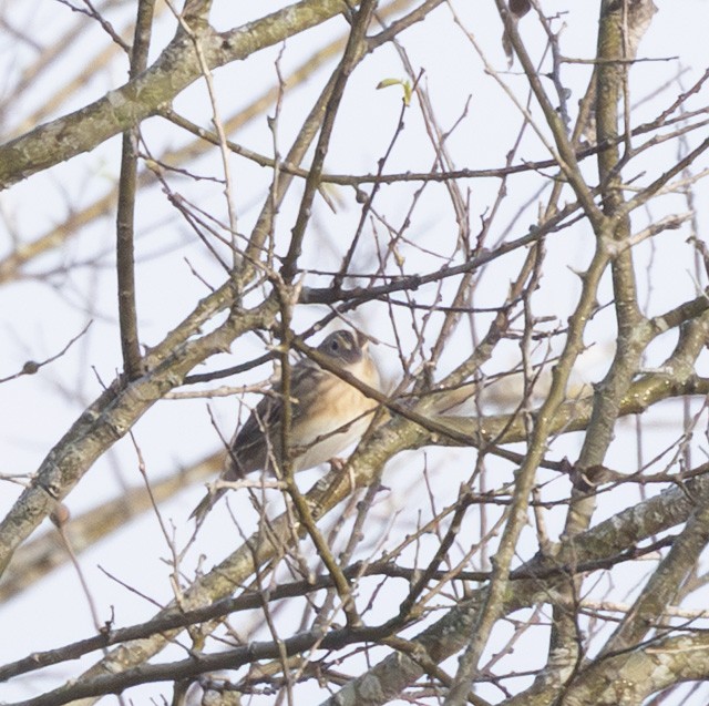 Grasshopper Sparrow - ML646913579