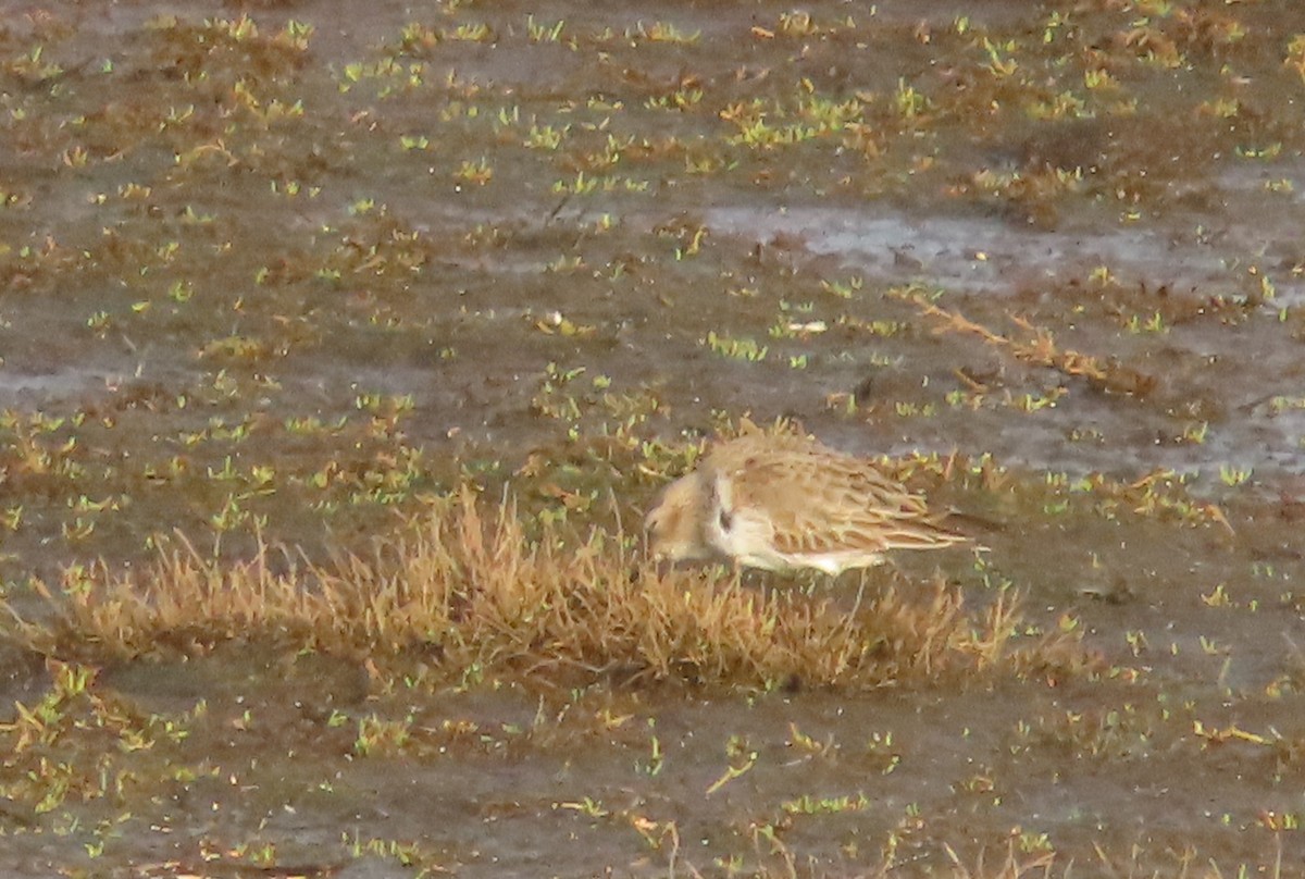 Dunlin - ML646913583