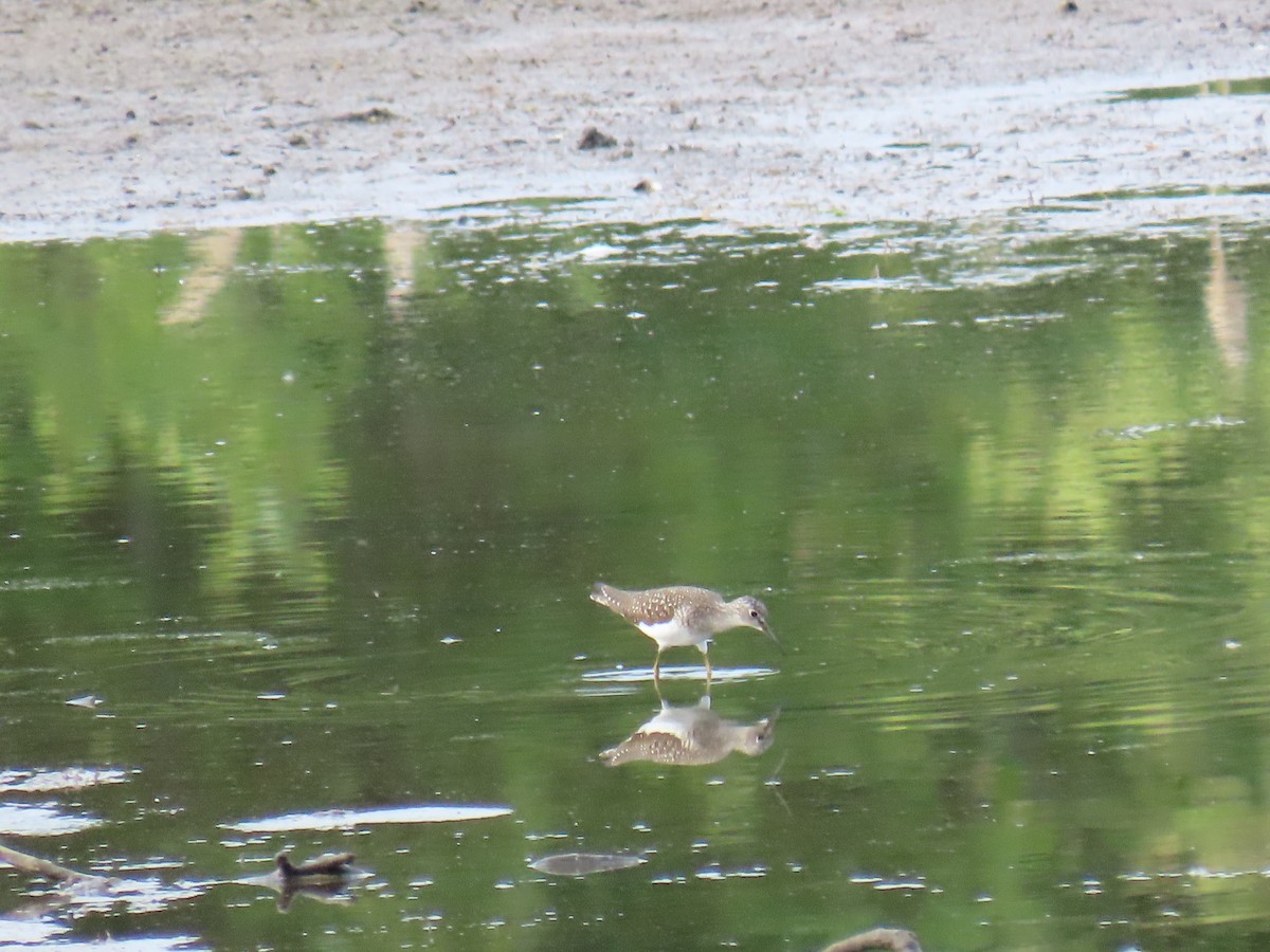 Solitary Sandpiper - ML646913584